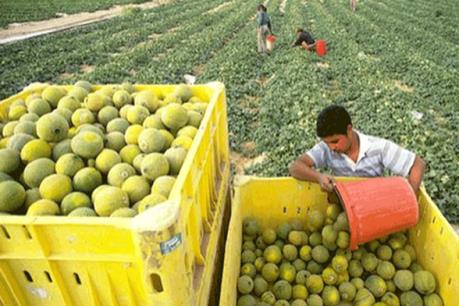 Cần Thơ tìm hiểu công nghệ sau thu hoạch của Israel