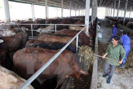 Bò giống hỗ trợ hộ nghèo không đảm bảo chất lượng