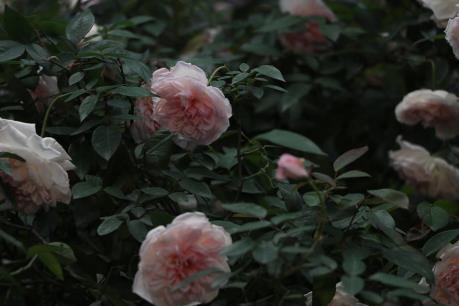 Lễ hội hoa hồng Bulgaria 2018: Không tái diễn cảnh chen lấn, xô đẩy