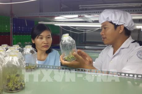 Thương lái tranh mua, giá chuối cấy mô ở Đồng Nai tăng cao kỷ lục