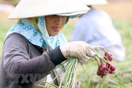 Hành tím rớt giá sau Tết