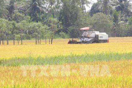 Tạo liên kết bền vững trong sản xuất và tiêu thụ lúa gạo