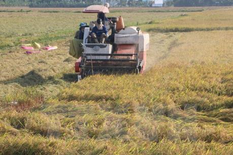 Rà soát điều chỉnh quy hoạch phát triển nông nghiệp Đồng bằng sông Cửu Long