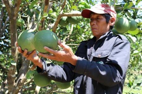 Trồng bưởi da xanh giúp đồng bào Raglai nâng thu nhập
