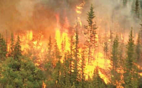 Cháy rừng tại Ấn Độ, rơi trực thăng tại New York