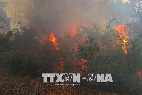 Vụ cháy 50 ha thông tại Gia Lai do phát dọn nương rẫy và đốt lửa