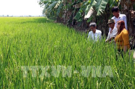 Dán tem thông minh để quản lý giống cây trồng hiệu quả