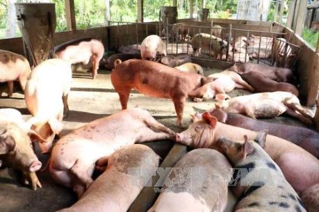 Lâm Đồng: Người dân yêu cầu khắc phục ô nhiễm tại trại chăn nuôi như đã cam kết