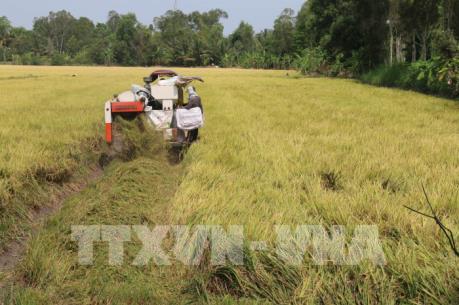 ​Giá lúa Đông Xuân đang ở mức cao