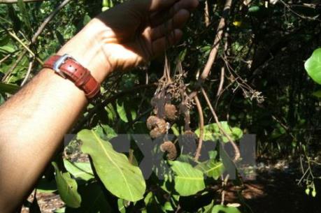 Giải pháp phát triển vùng nguyên liệu điều bền vững