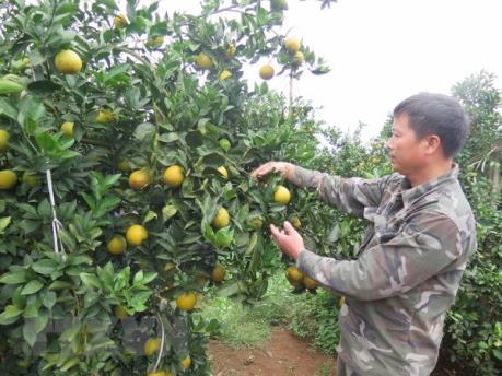 Hòa Bình phát triển thương hiệu các sản phẩm đặc sản