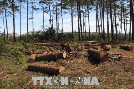 Vụ phá rừng cộng đồng tại Đắk Nông: Tạm giam Chủ tịch UBND xã Đắk R’Tih