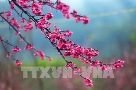 Thay đổi thời gian tổ chức Lễ hội hoa Anh đào – Mai vàng Yên Tử