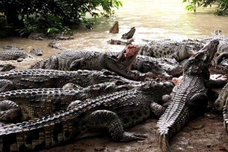 Khuyến cáo người nuôi thận trọng trước việc giá cá sấu tăng trở lại