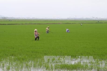 Phòng trừ sâu bệnh cho lúa xuân