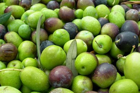 Nghị viện châu Âu kêu gọi Mỹ dỡ bỏ thuế quan đánh vào ô liu của Tây Ban Nha