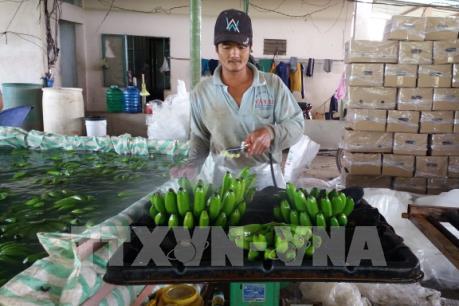 Giá chuối tăng cao