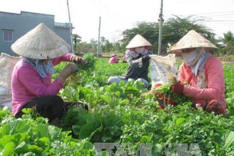 Lý do nào khiến rau củ rớt giá phải nhổ bỏ?