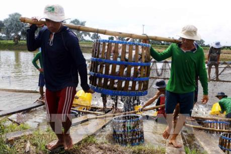 Ngành cá tra hướng tới mục tiêu 2 tỷ USD năm 2018