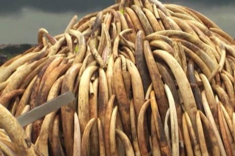 Châu Phi kêu gọi EU nói "Không" với ngà voi