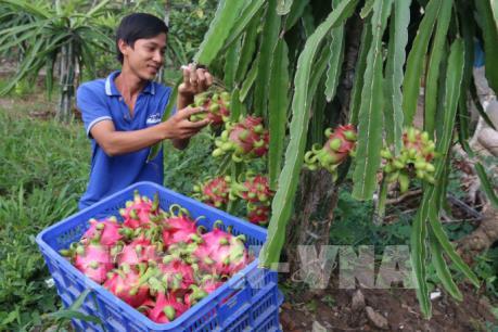 Thanh long Chợ Gạo được giá