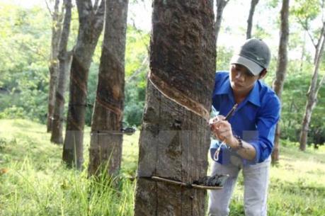 Khuyến cáo người dân dừng khai thác mủ khi cao su đang mùa thay lá