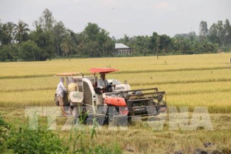 An Giang: Thị trường tiêu thụ lúa vụ Đông Xuân gặp khó