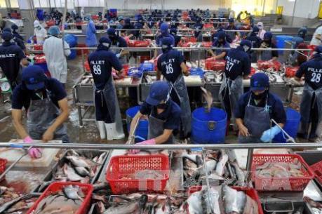 Vượt rào cản thương mại: Cá tra Việt Nam vẫn "bơi" ra thế giới