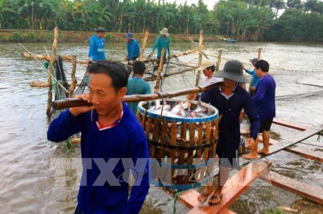 Người nuôi cá tra có lãi nhất nhất từ trước đến nay