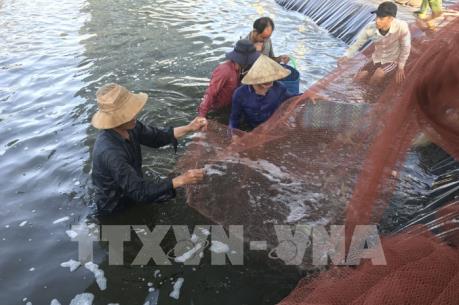 Đồng Tháp phát triển nuôi tôm thẻ chân trắng thuần ngọt