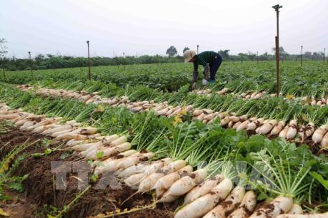 Giải cứu nông sản sao lại cứ "đến hẹn lại lên"?