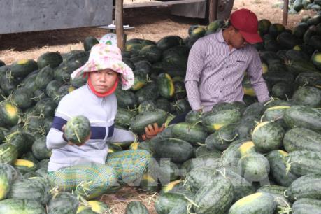 Nông dân Trà Vinh trồng dưa hấu trái vụ lợi nhuận gần 140 triệu đồng/ha
