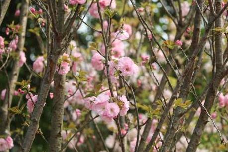 Lễ hội hoa anh đào tại Hà Nội trước giờ G