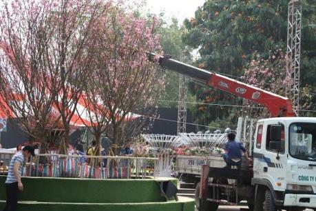 Kéo dài không gian trưng bày hoa anh đào thêm 1 ngày ở Hà Nội