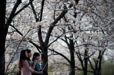 "Mùa hoa nở" - sản phẩm du lịch có tính cạnh tranh cao của Hàn Quốc