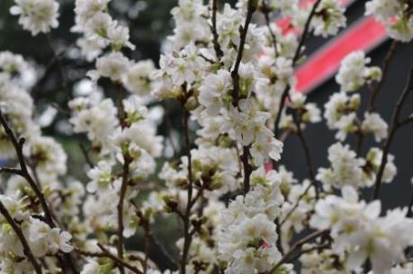 Khai mạc Lễ hội Hoa anh Đào – Mai vàng Yên Tử năm 2018