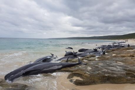 Hàng trăm cá voi chết cùng lúc do mắc cạn tại bờ biển Australia