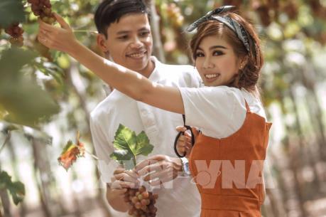 Trải nghiệm thú vị bên trong vườn nho Thái An – Ninh Thuận