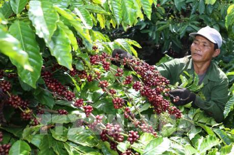 Các tỉnh Tây Nguyên rà soát diện tích trồng cà phê theo quy hoạch