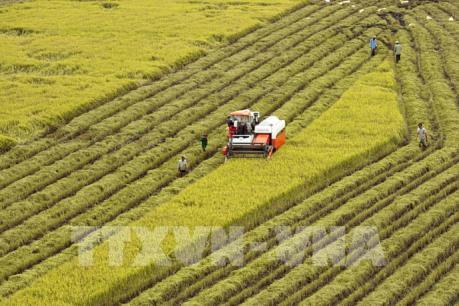 Trồng lúa theo mô hình cánh đồng lớn đạt lợi nhuận cao