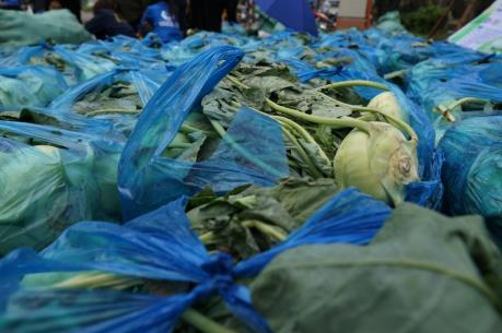 Thanh niên Hải Dương “giải cứu” su hào cho nông dân