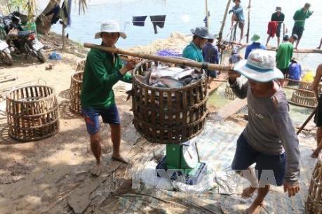 Ngư dân Thanh Hóa kiếm tiền triệu mỗi ngày nhờ trúng vụ cá trích