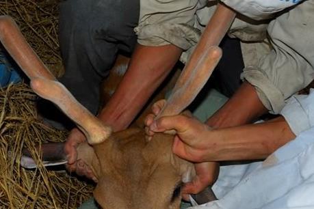 Hương Sơn vào mùa cắt lộc nhung hươu​