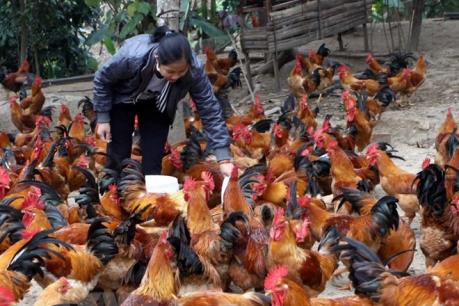 An Giang phát triển nuôi gia cầm an toàn hiệu quả
