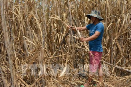 Đắk Lắk: Nhiều diện tích mía nằm “phơi đồng” chờ thu mua