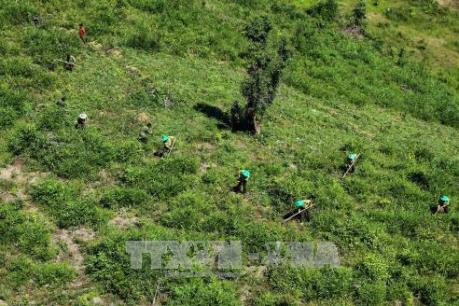 Thừa Thiên - Huế phát triển tài nguyên rừng