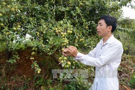 Trồng sơn tra đem lại thu nhập lớn cho đồng bào vùng cao Yên Bái