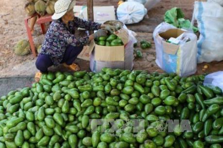 Trúng mùa bơ trái vụ Đắk Lắk