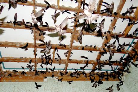 Nở rộ nghề nuôi chim yến ở Lâm Đồng