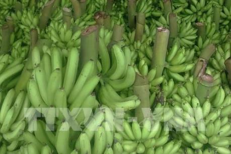 Những lưu ý khi xuất khẩu chuối sang thị trường Trung Quốc